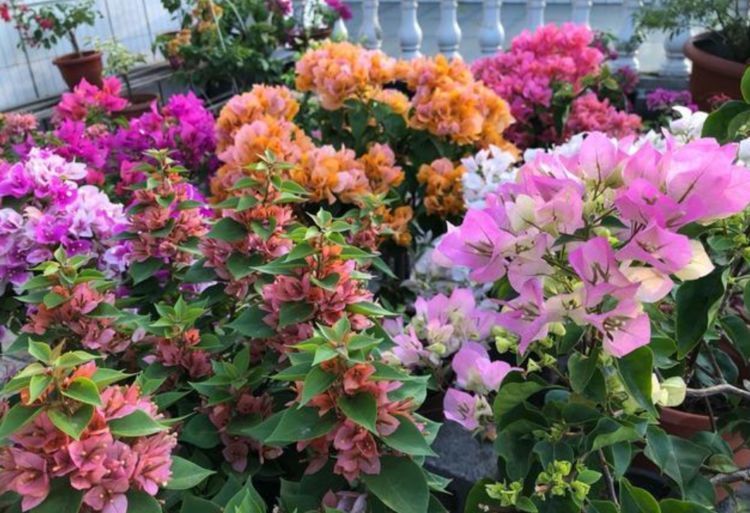 春天养此款花卉,好养如绿萝,简单易成活,纯洁美