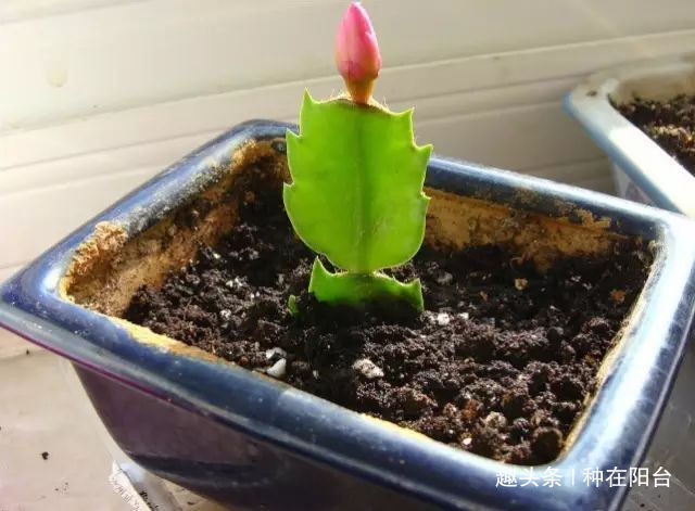 零成本将90地球植物种在阳台上 ，台长教你水陆两栖扦插法