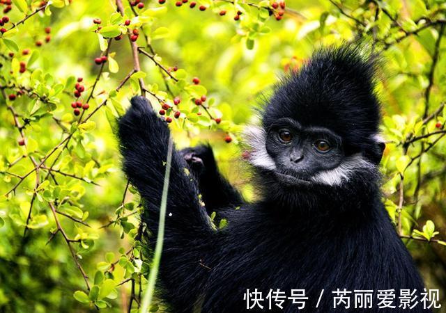 植物|消失20年!贵州再次发现中国特有植物富宁藤,重现意味着什么?