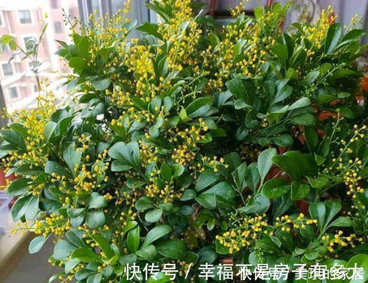 米兰花|4种花很耐养，沾土就能活，阳台变花园，太美了！