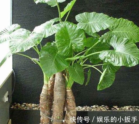 3种花有毒，再漂亮也不要买，家里有老人，小孩，更加要当心