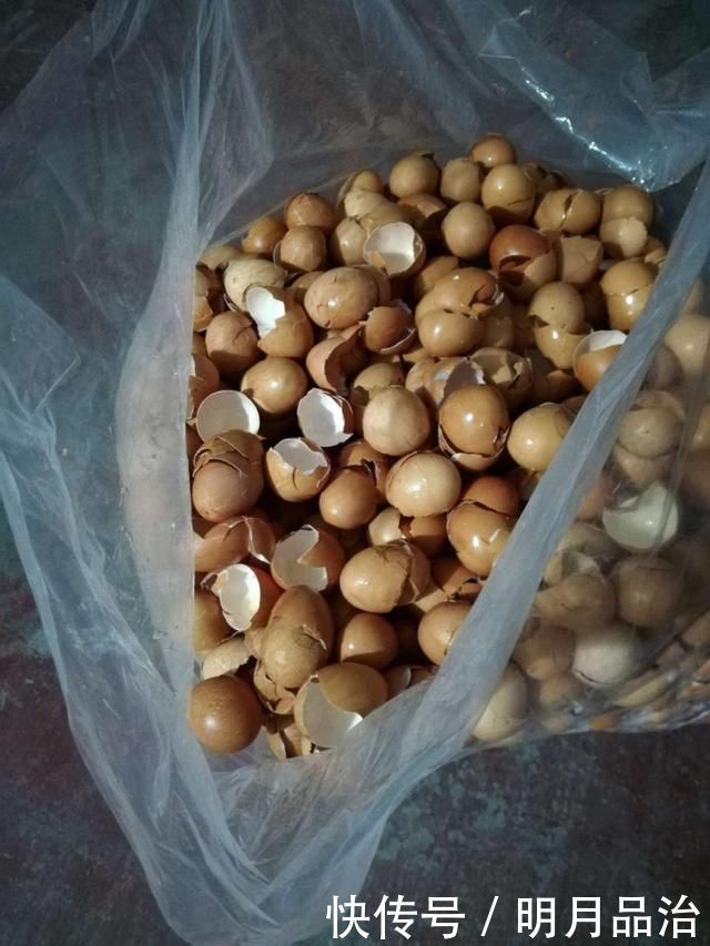 花卉|养花想用“鸡蛋壳”学会2个小技巧,肥效足、不生虫子