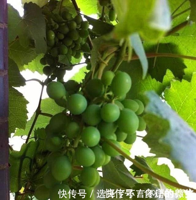 葡萄藤|老爸挖回一段“怪老藤”，养了小一年，爬到窗沿，挂了满墙果！