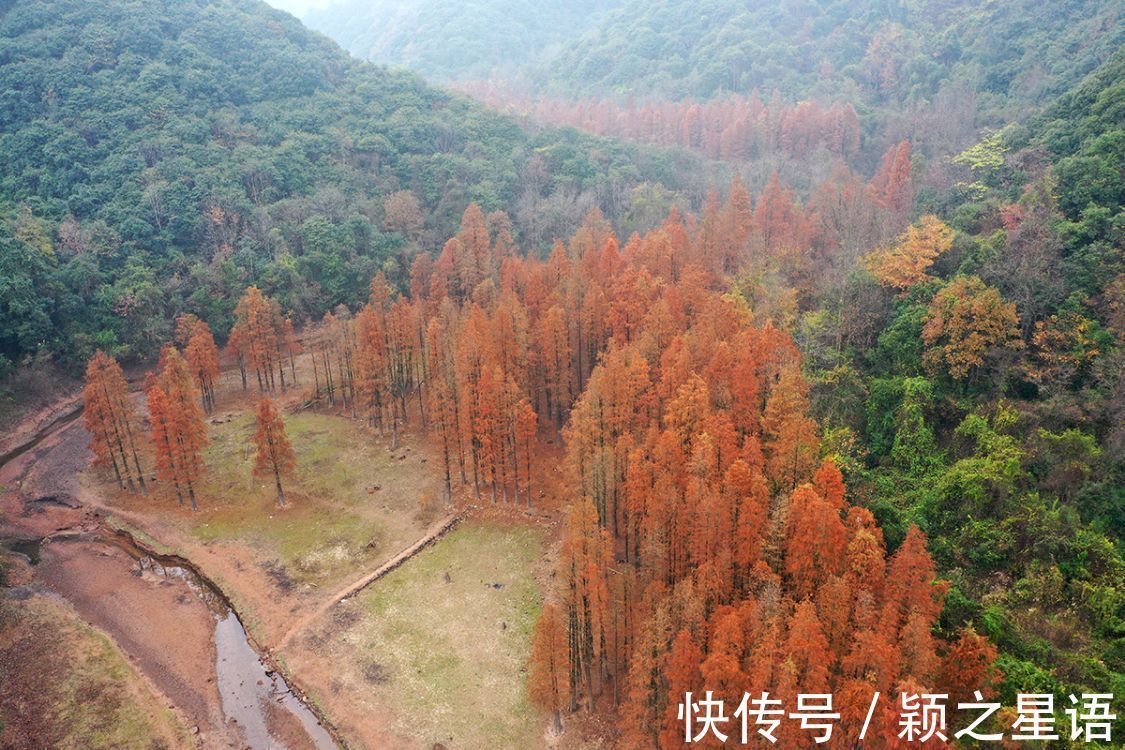 烧烤|隐秘而迷人的红杉林，绚烂热闹，三条便捷线路有限分享