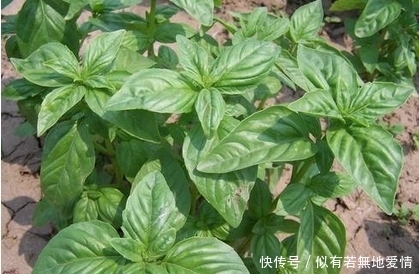 凉拌|农村里这种野菜，吃了补气养血，凉拌最好吃，你吃过吗?