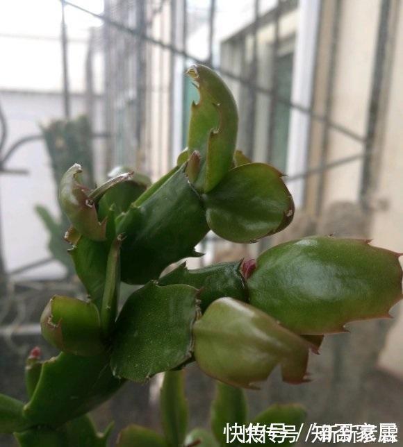 叶子|夏天养花，4种植物容易“浇死”，进入休眠期，浇水能少则少