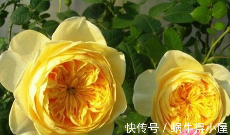 人气|人气颇高的10种月季，有人喜欢有人厌，找到合适的才是正确的