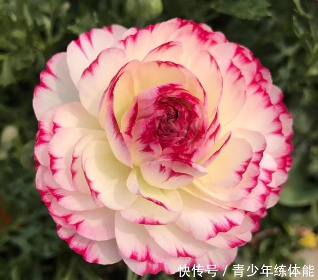 兼具牡丹、玫瑰之美,观赏价值极高,超级好养,这种盆栽值得入手!