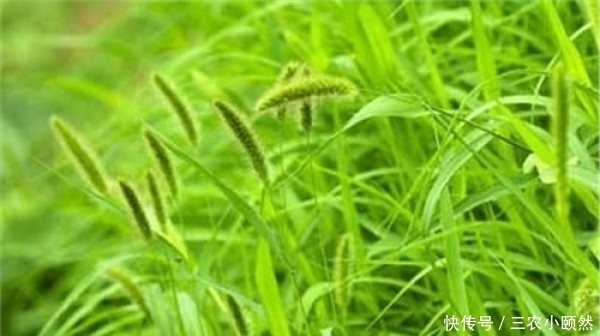 一种生命力极为顽强的植物,儿时当其玩具玩,还可入药治病,您知道叫什么草