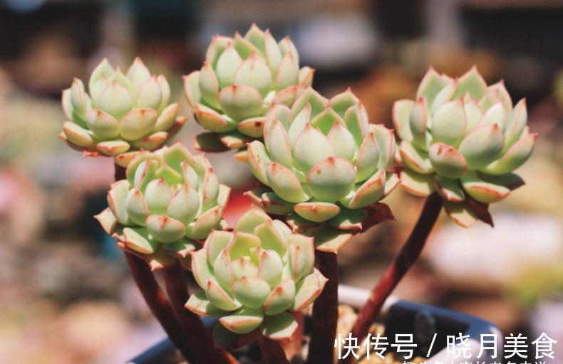 多肉戴伦和艾伦,虽名称相近,但一个养护至今,另一个则早已淘汰