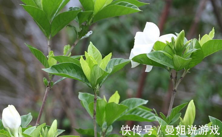 养花总黄叶,学会1招,3天绿回来,花卉蹭蹭长