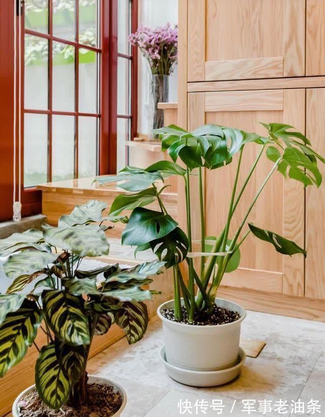 琴叶榕|6种能养人的花,越养越有“好运气”,建议养一盆