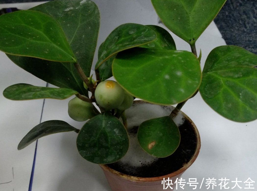 养花新手玩盆景?这5种再合适不过了,个个养成艺术品