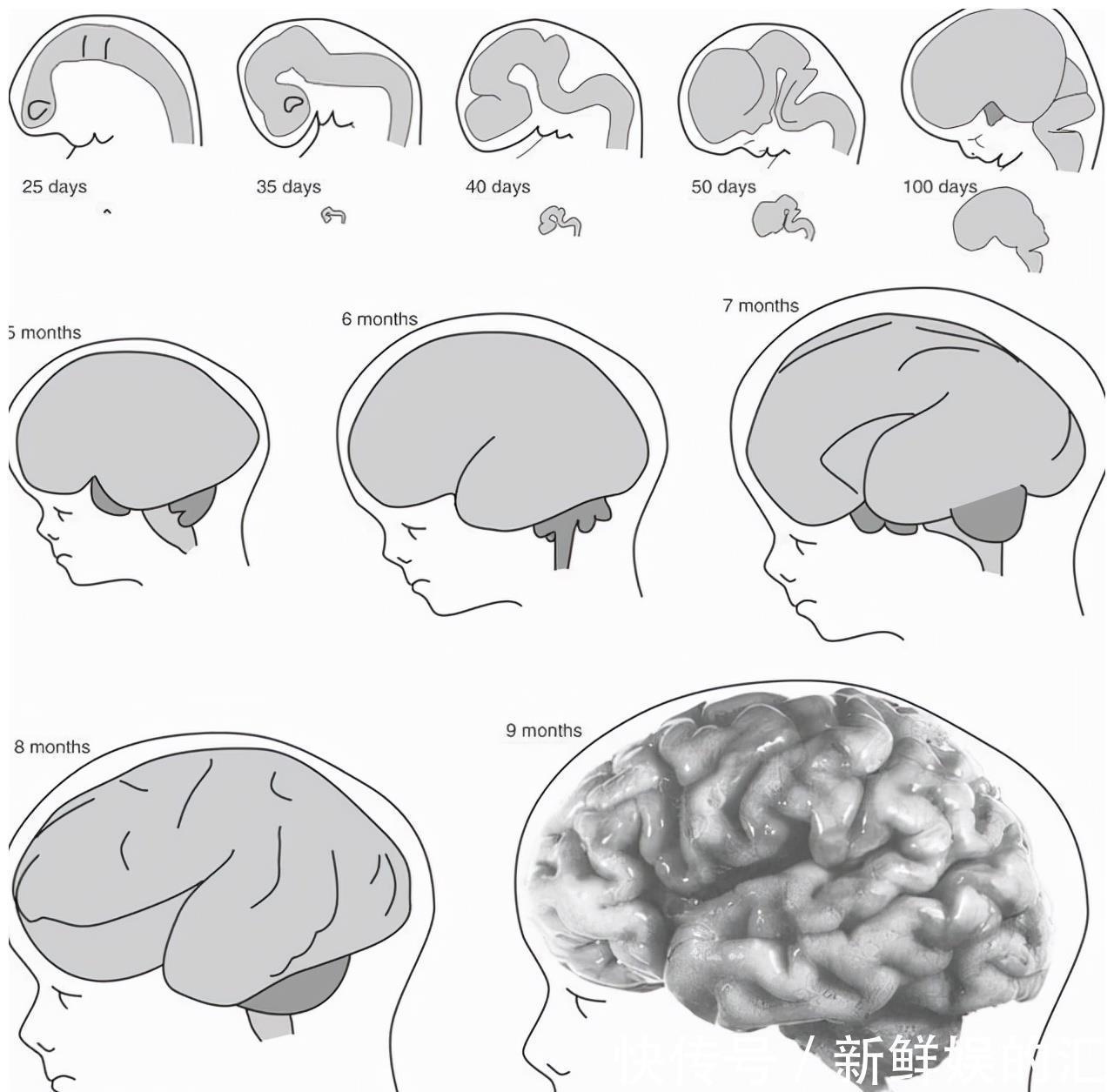 骨缝|为何动物生育后代如此轻松,而人类分娩时却疼得那么撕心裂肺?