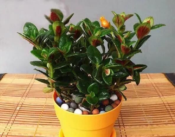 金鱼花|适合家里养的“3种花”,多浇一点水,长得快,叶绿花也多