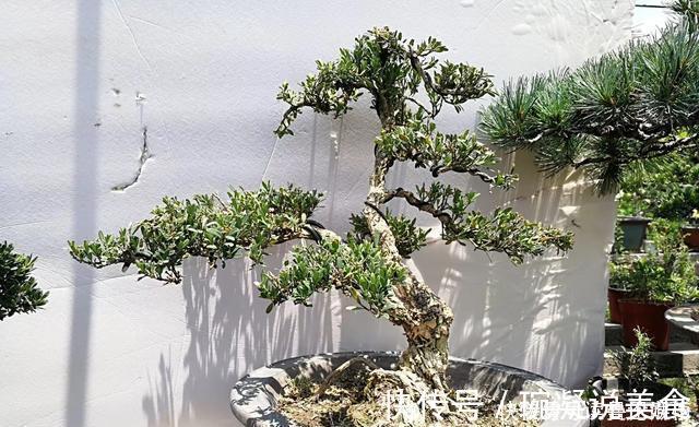 金雀|不管家中再小,一定要摆放上一盆“木中君子”