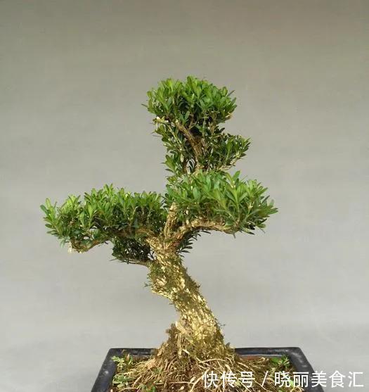 黄杨盆景美不胜收，制作黄杨盆景要注意哪些