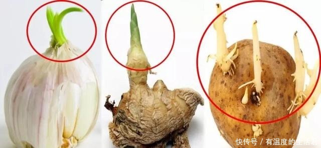 食物发芽|发芽的大蒜、土豆、生姜,是否能吃呢看完你就会懂得了