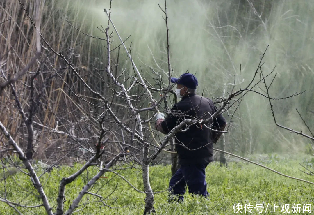 金山的桃花开啦！随手一拍就惊艳整个春天