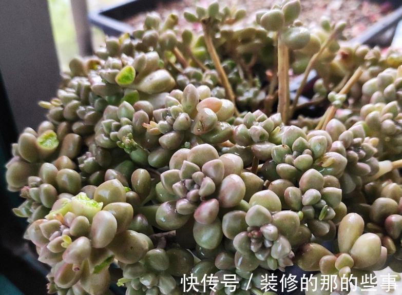 多肉姬|多肉姬秋丽易爆盆,有点烦,该怎么办?学会换盆土轻松搞定