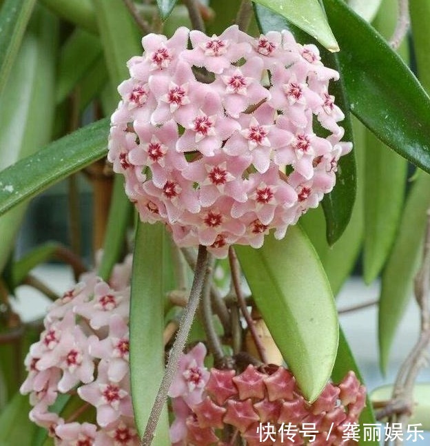 超好养的“4种花”，越不浇水越爆盆，新手懒人都喜欢，开花漂亮