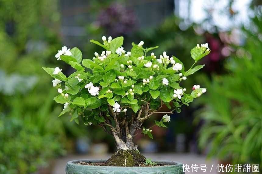 修剪|养茉莉花有“3点”很重要,株型更美,开花更多,又香又好看