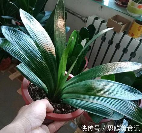 君子兰是多晒好，还是少晒好？很多人弄反了，难怪黄叶不开花