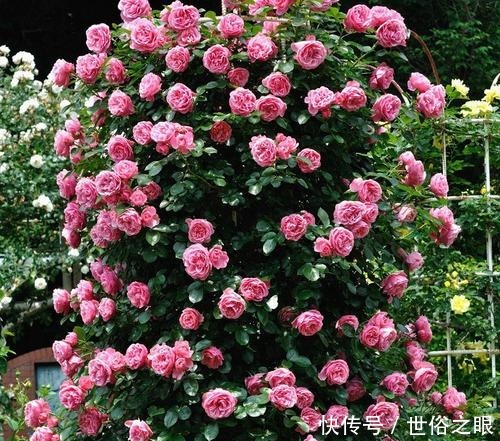 这3种花，阳台养一盆，四季都开花，颜值不输牡丹，值得拥有！