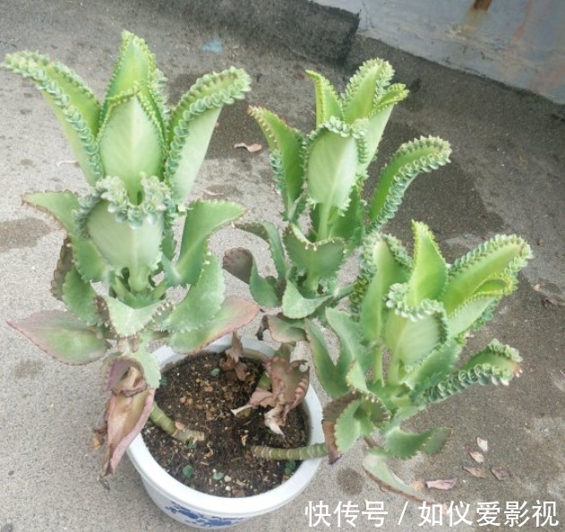 这花太能生崽，恨不得用脚踩，结果越踩长得越多！