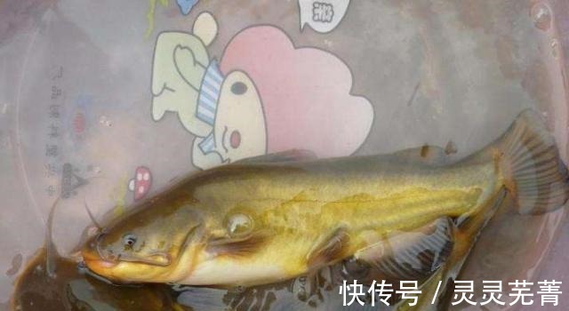 男子|郑州男子钓获“巨型黄辣丁”,1米多长,网友一锅炖不下!