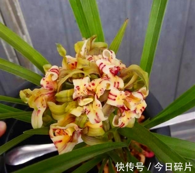 花友|春兰奇花之“天彭牡丹”，曾是兰花界的“王者”，如今已跌落神坛