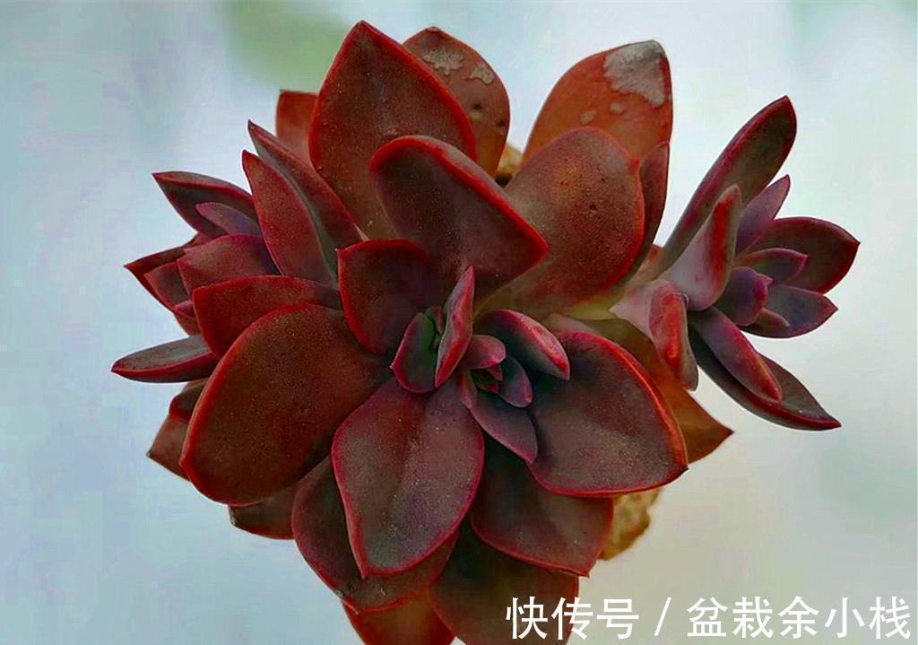 这些从春可以红到秋的多肉,比较不容易掉状态,值得拥有