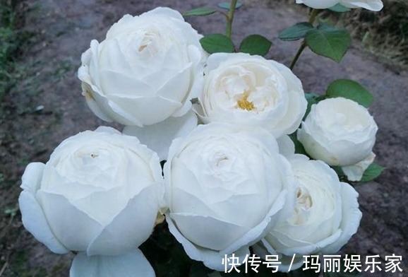 古董|喜欢菊花,不如养盆“玫瑰精品”白色圣诞,美丽动人,洁白无瑕