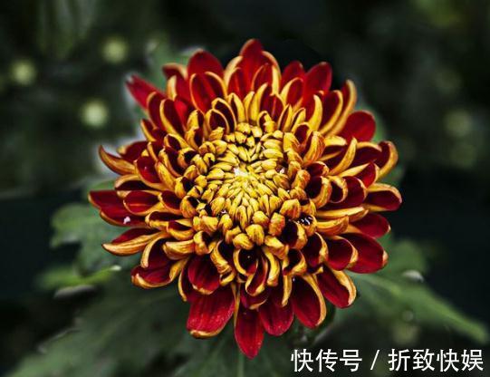 养盆“红菊”摆客厅,花朵有双色,便宜又好养,花一开“满屋红”