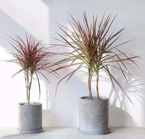 三种“吸毒花”,个个都是吉祥花,家里养一盆,呵护全家健康