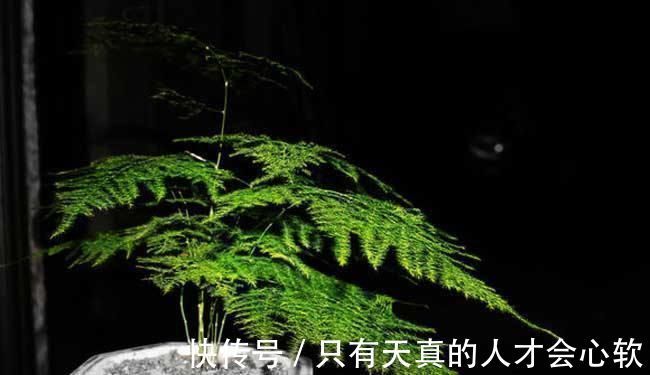 阳台上|客厅养花，不用多，6盆就能旺一年，空气小清新，常年绿油油