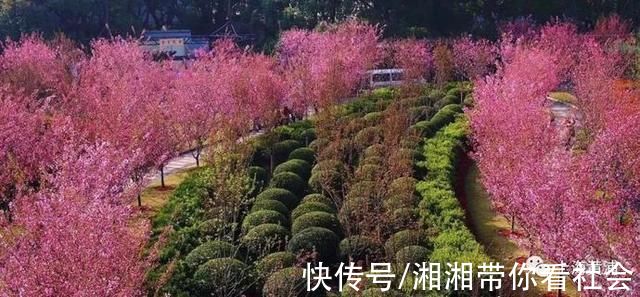 优秀!黄浦这位园艺“老法师”又获奖啦!