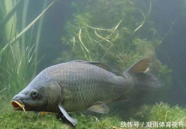 吃货为|泰国最致命的家常菜,每年有2万人被夺走生命,但仍有人每天食用