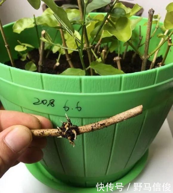 红掌|茉莉花扦插有机关,砍这一段枝条,插土里3天就活