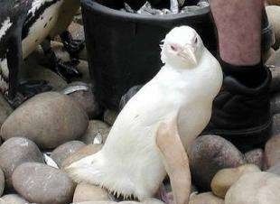 它们罕见而美丽,有的甚至需要涂防晒霜来防晒伤