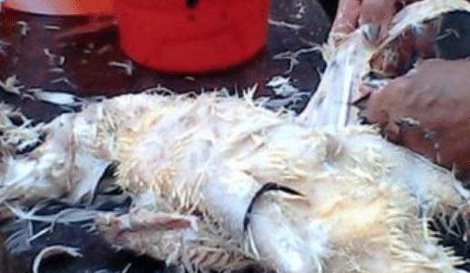 鸭毛怎么才能拔干净？学学老妈的3技巧，每次鸭毛拔得超干净