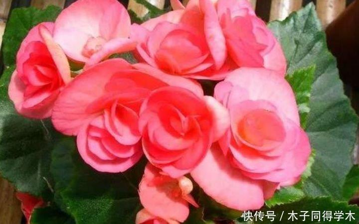4种花颜值高又好养,花香四溢,花朵硕大、花期长,漂亮好养!