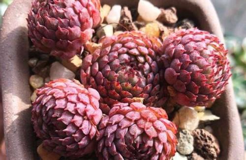 养多肉，不想天热剩空盆，春天就别栽这几款