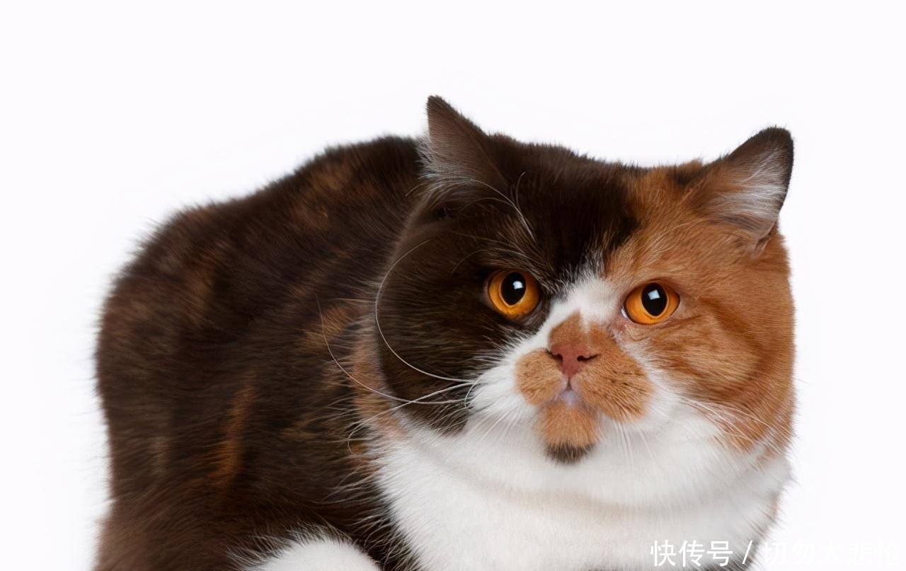 银点和蓝白凡猫能出啥