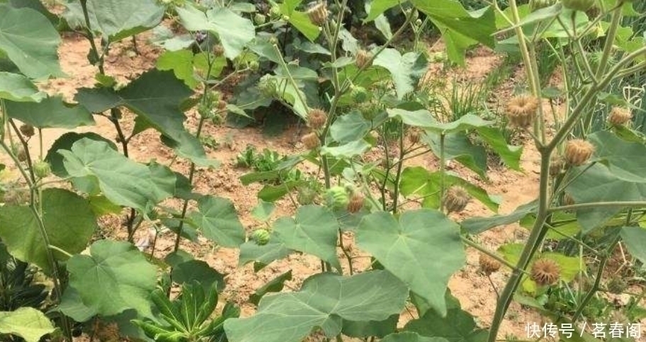 以前农村娃抢着吃的野果,剥开后果肉像白芝麻,越吃味道越香