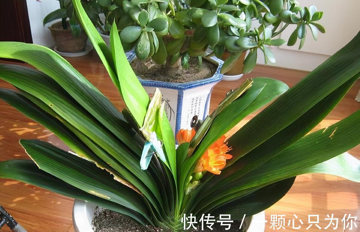 温差|君子兰“夹箭”开不动?学会2招,只要7天,就把花箭拽出来