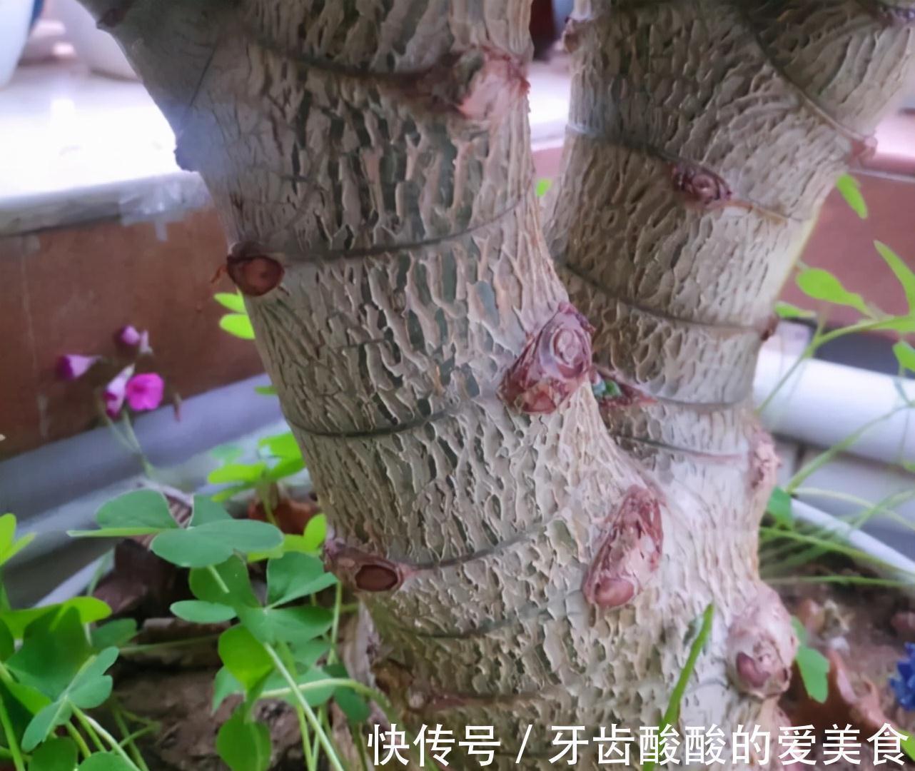 老桩|五种“大老桩”却要小盆养,用对盆,少管多晒更利于生长