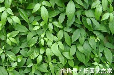 药用价值|在农村被称为药王的野草，看着普通，其实大有用处