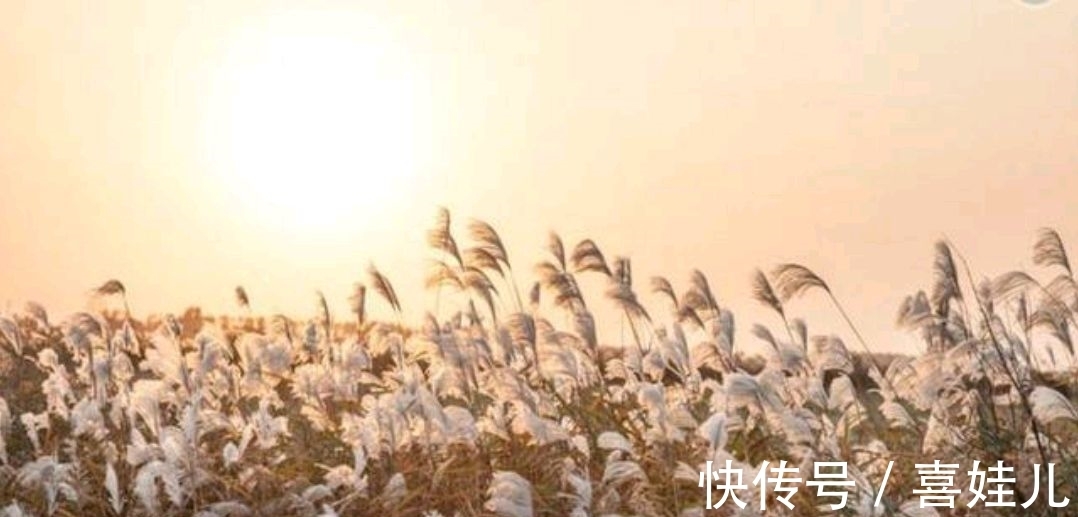 下联@野渡征联:月荡荻花登柳岸,征对下联