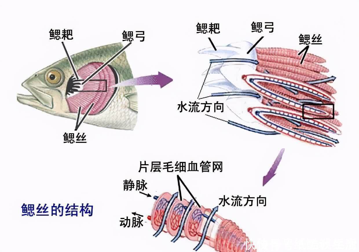 闽北|高手在民间，闽北神奇弓鱼术，能让鱼离水几天不死，是真的吗？
